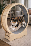 Interactive Cat Wheel